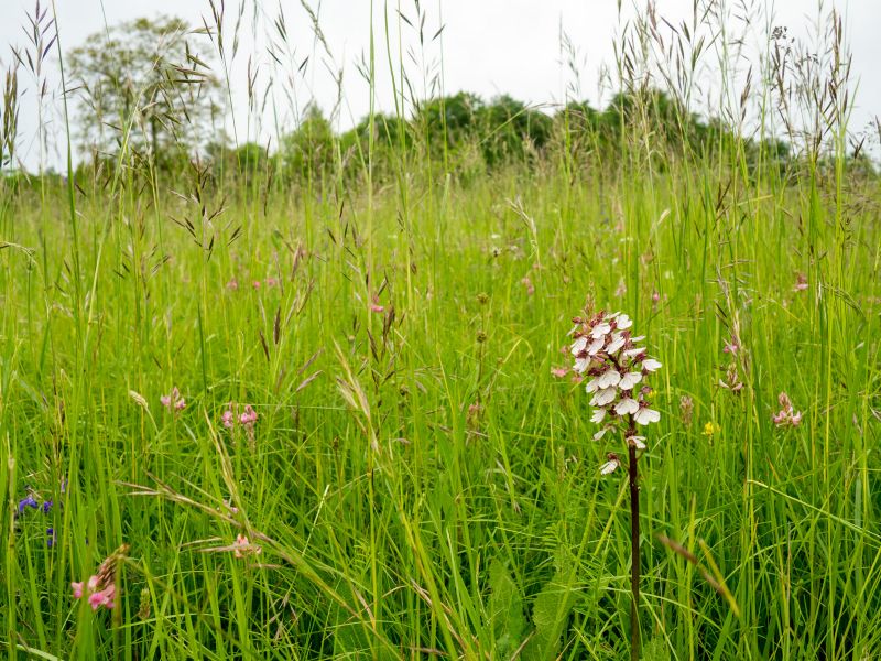 Wild orchids growing in Bliesgau near Gersheim