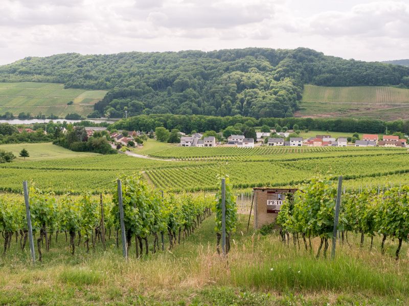 Mosel wine region near Perl