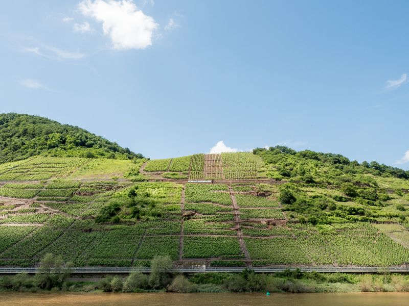 Steilhang an der Mosel in Bruttig-Fankel